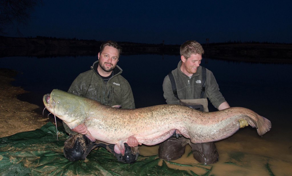 Catfish_lahti