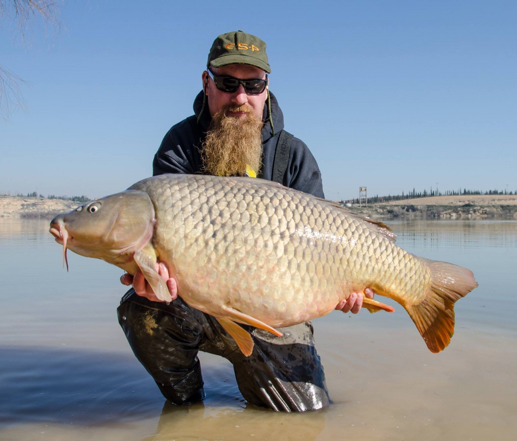 Ebro_carp