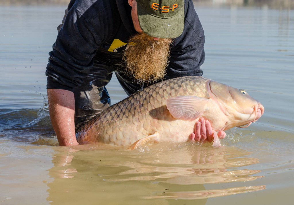 ebro_carp2