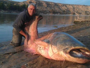 207lb catfish!
