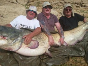 92 catfish topped of by a massive 198lb:er