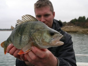 Perch and Zander