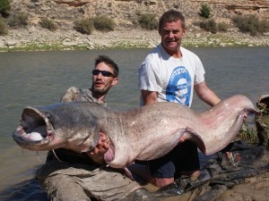 Big cats for welsh clients