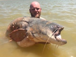 197lb monster catfish!