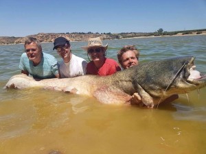 BIG SUMMER CATFISH! 200lb+