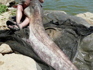 75-year old Ray smashes it on the Ebro