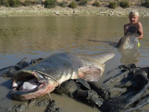 *** 9 years old boy catches a 2,53m long catfish ***